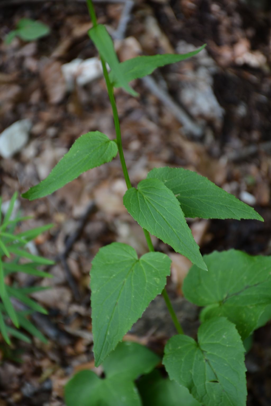 Phyteuma ovatum / Raponzolo plumbeo